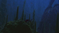 Ray fish TPM
