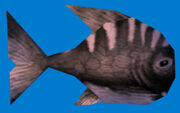 Blackfish2