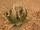 Кактус