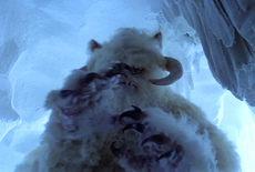 Wampa claws ESB