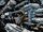 Rebel fleet six months after Yavin.jpg