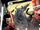 Imperial Knights Slained.JPG