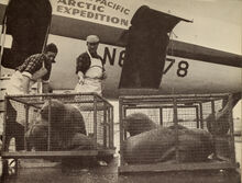 Walruses transportation
