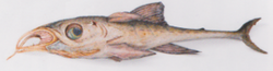 Spetan channelfish