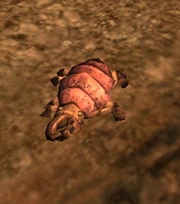 Критл на Джеонозисе