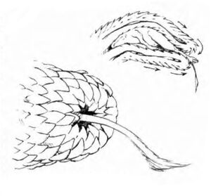 GlimwormFeed