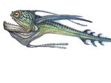 Рей (рыба)