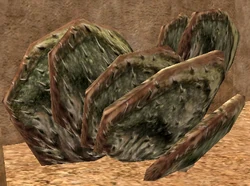 Лопастный кактус