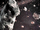 Астероидное поле Роше