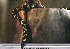 Тонкая разновидность лианной змеи