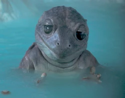 Леди Лягушка отдыхает в горячем источнике Малдо-Крейса