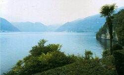 Lake country palmtree