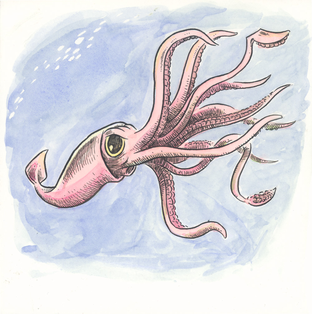 Squid | Rythiae Wiki | Fandom