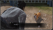 Pet.png