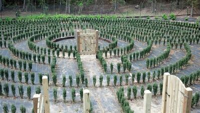 S-town-hedge-maze-6