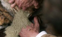 Gog besteht aus Sand