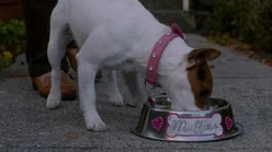 "Muffins" wird von einem Dämon als Blutkelch benutzt, um mit Abaddon in Kontakt zu treten