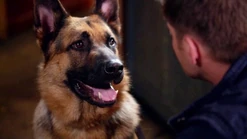 "Colonel" war ein wichtiger Zeuge, der durch einen Inuitzauber mit Dean kommunizieren konnte