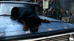 "Rumsfeld" war der Hund von Bobby Singer und wurde von Meg getötet