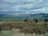 Dartmoor