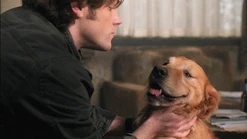 "Bones" war der Hund von Sam, als er als Teenager weg lief