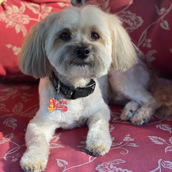 Goodwin Sabrina Carpenter Wiki Fandom