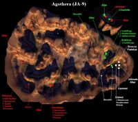 Agothera 1