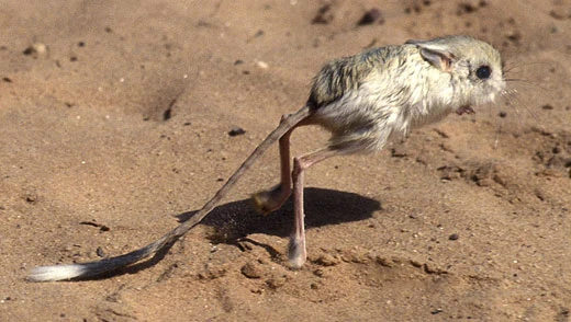 Jerboa | Safari Wiki | Fandom