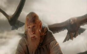 Gandalf eagles