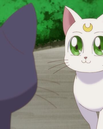 Artemis Wiki Sailor Moon Fandom Artemis Wiki Sailor Moon Fandom