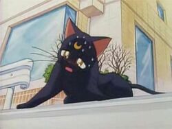 Luna Anime Sailor Moon Wiki Fandom Luna Anime Sailor Moon Wiki Fandom