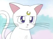 Artemis triste.jpg (23 kB) Artemis inseguro