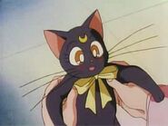 Luna with a yellow ribbon (bow) on her neck