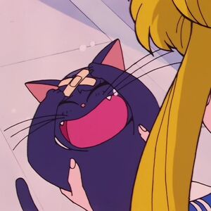 Luna Anime Sailor Moon Wiki Fandom A small black cat was lying prone on the ground. luna anime sailor moon wiki fandom