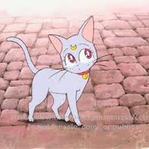 Diana Sailor Moon Wiki Fandom .cuando una gata negra muy peculiar se presenta ante ella para desvelarle su mision: diana sailor moon wiki fandom