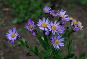 Aster-tataricus