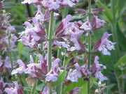 Salvia