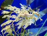 Dragón del Mar.jpg (41 kB) Phycodurus eques.