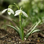 La galanthus nivalis.