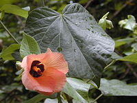 Hibiscus tiliaceus