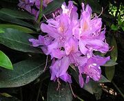 Rhododendron