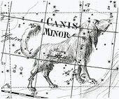 Canisminor