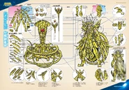 Esquema del Cloth de Oro de Ofiuco