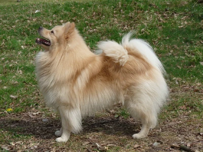 German Spitz Sakc Dogs Wiki Fandom