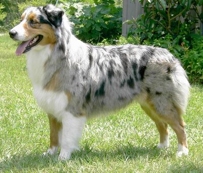 Australian Shepherd | SAKC Dogs Wiki | Fandom