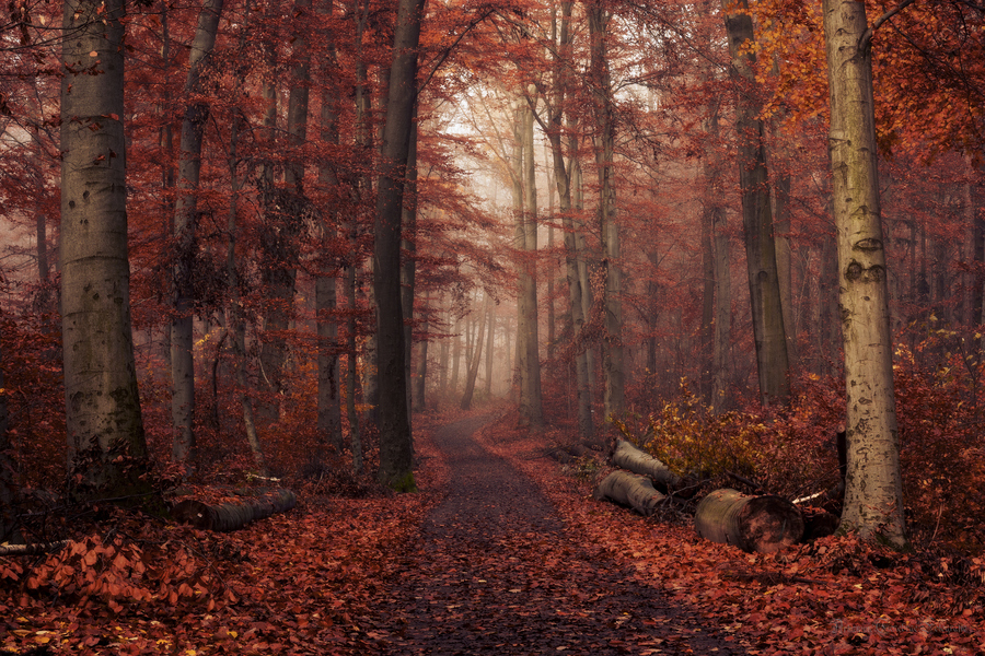 Lostlorn Forest | Salem Institute of Magic Wiki | Fandom