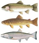 Steelhead-trout-coho-salmon