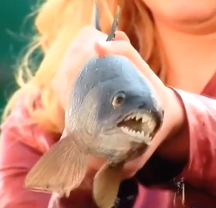 Kansas Razorback Tuna Sam and Cat Wiki Fandom
