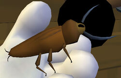 The bug.jpg