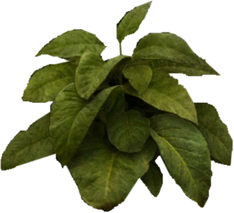 Ferns Samorost Wiki Fandom